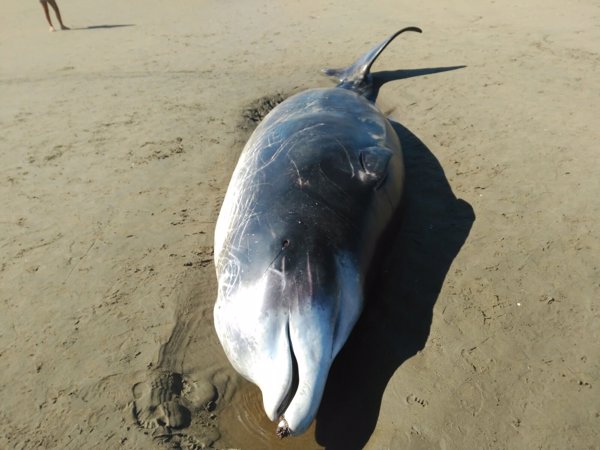 Hallan una cría de ballenato de 5,60 metros muerta en la playa de Punta del Moral, en Ayamonte (Huelva)