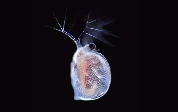 El MNCN inaugura 'La vida oculta del agua', una muestra de los seres microscópicos que la habitan