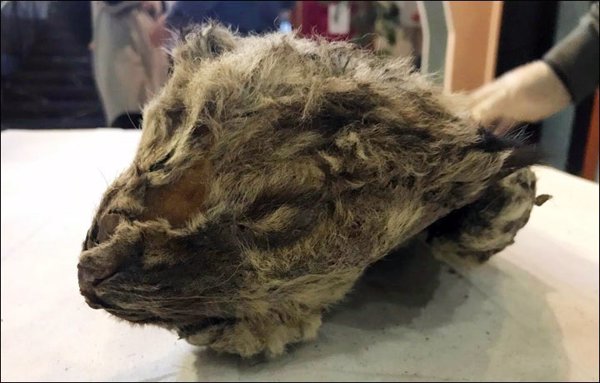 Encuentran en Siberia un cachorro de león cavernario de hace más de 20.000 años y 
