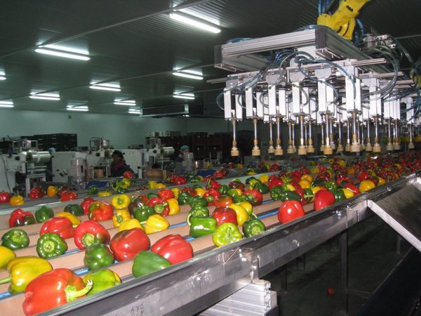 AICA traslada a Competencia posibles pactos ilícitos de precios entre comercializadoras de hortalizas y frutas