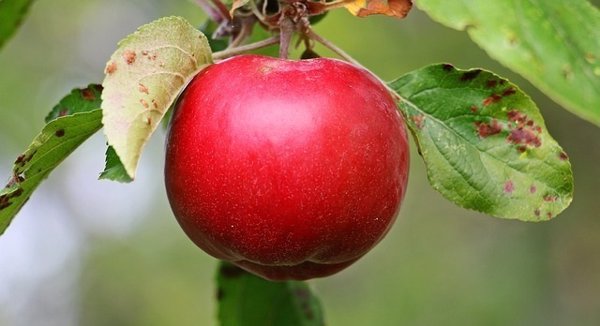 Investigadores de Lleida estudian los efectos en la salud de la manzana con pulpa roja