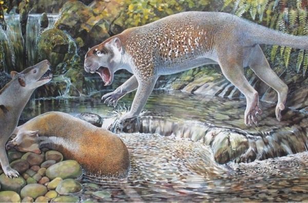 Descubren en Australia una nueva especie de león marsupial extinto de hace 20 millones de años