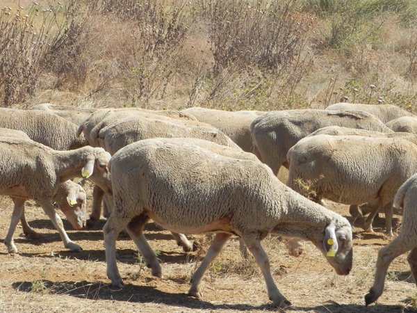 UPA alerta de que el 25% de las explotaciones españolas de ovino de leche podría cerrar en 2018