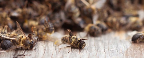 Greenpeace pide a España que apoye en la UE prohibir totalmente los neonicotinoides que amenazan a insectos y abejas