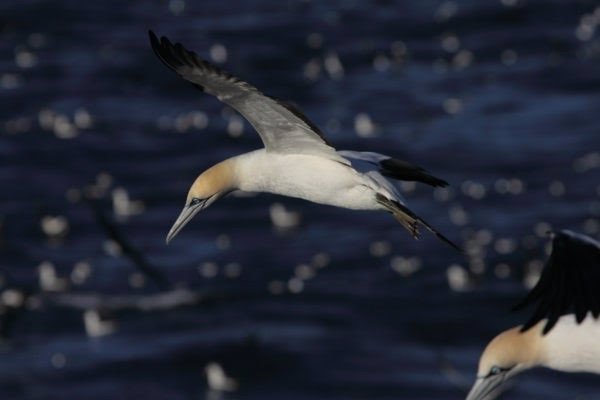 Las marinas y los fringílidos, las aves que más empeorado a nivel mundial y el alcaudón real, en España