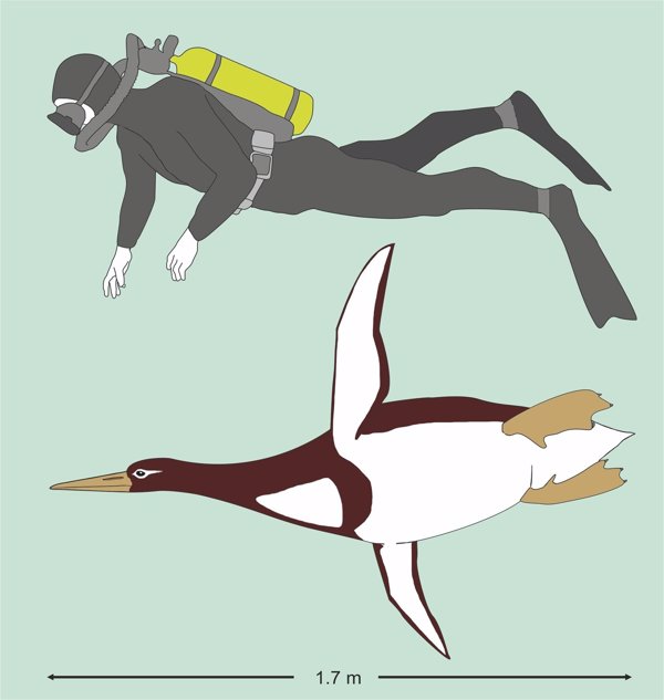 Descubren en Nueva Zelanda una especie extinta de pingüino gigante de hace 50 millones de años