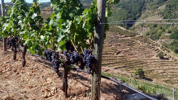 La D.O. Rías Baixas hace subir un 3% la producción de uva en Galicia mientras desciende a nivel a global