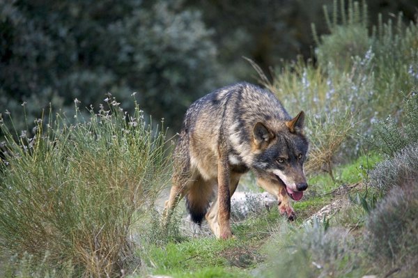 Unidos Podemos reclama al Gobierno un censo de lobo ibérico que permita controlar su caza en España