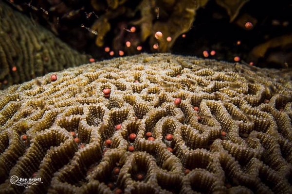 Un ingeniero español lanza una campaña para recaudar fondos y frenar el blanqueamiento de corales en Tailandia