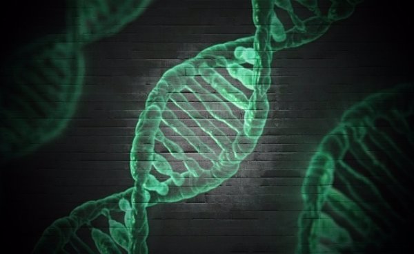 La expresión de los genes puede servir para determinar la hora de la muerte, según un estudio