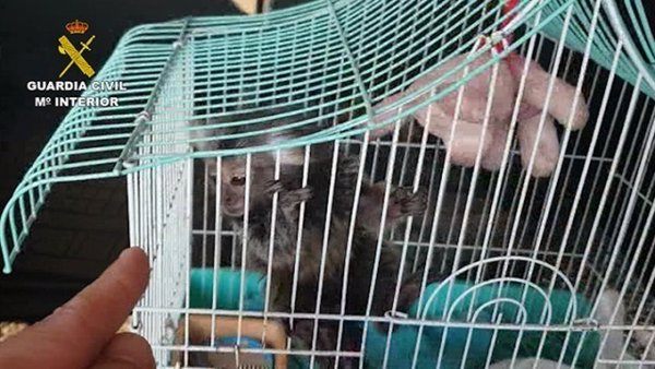 La Guardia Civil investiga a once personas por la venta ilegal de primates sin control sanitario