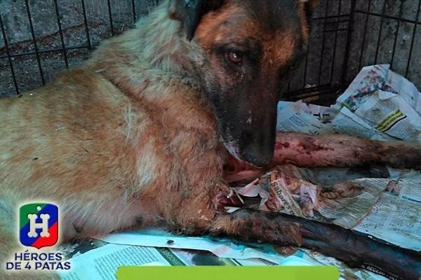 Vespa, la perra maltratada que sirvió en Protección Civil, encuentra hogar en Navarra