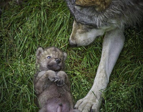 Fundación Artemisán propone ampliar la gestión poblacional del lobo como especie cinegética también al sur del Duero
