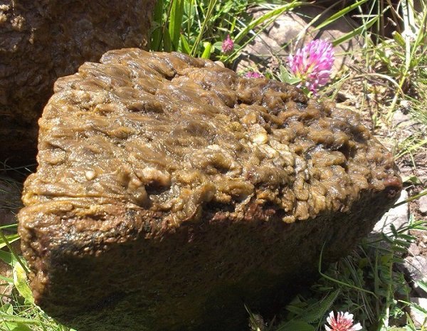 Investigadores alertan sobre el impacto ecológico del alga invasora 'moco de roca' en ríos peninsulares