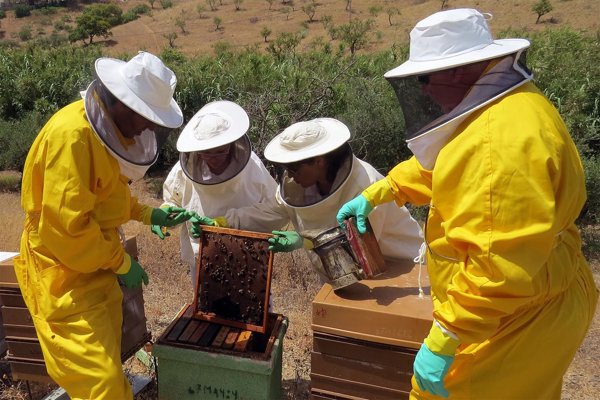 Recomiendan el consumo de própolis, resina elaborada por abejas, como antitumoral frente a cáncer de colon