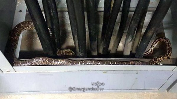Capturada en el recinto ferial de Sevilla una serpiente de 1,5 metros