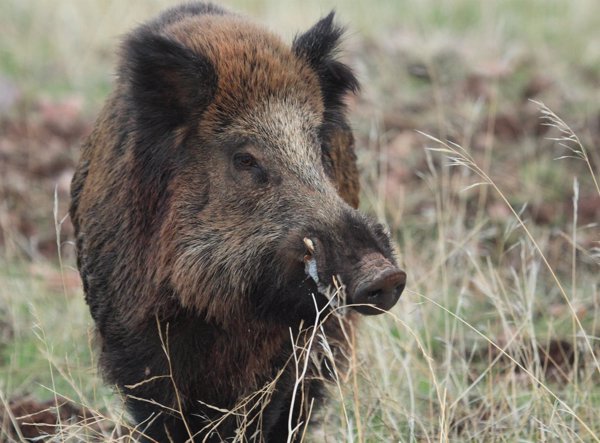 La RFEC exige a la CE que suspenda la importación de jabalíes mientras persisten brotes de fiebre porcina africana