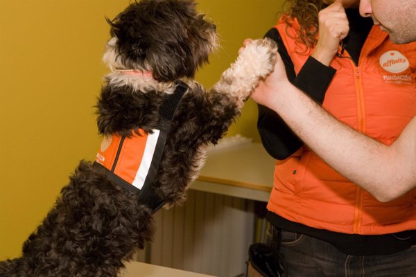 Investigadores españoles demuestran los beneficios de las terapias con perros en adolescentes tutelados