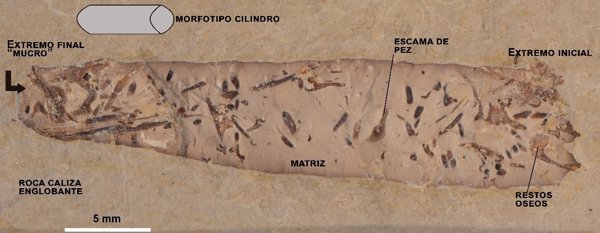 Hallan heces fósiles en Cuenca que permiten conocer la vida en el Cretácico