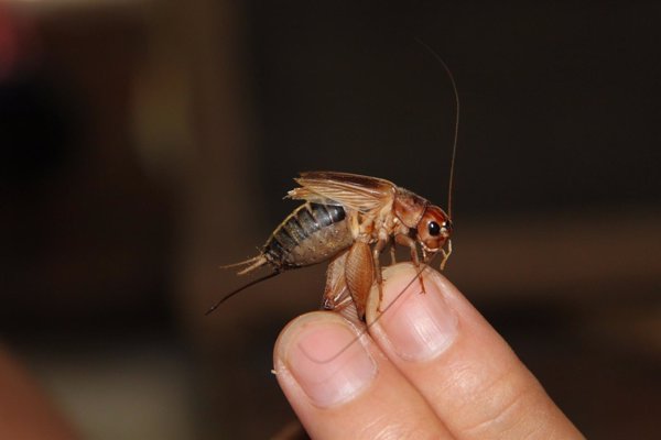 Expertos ven los insectos como una 