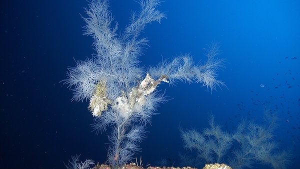 Oceana encuentra bosques de corales de profundidad densos en los volcanes submarinos de las islas Eolias (Italia)