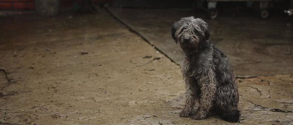 Más de 138.000 perros y gatos fueron abandonados en España en 2017, según la Fundación Affinity