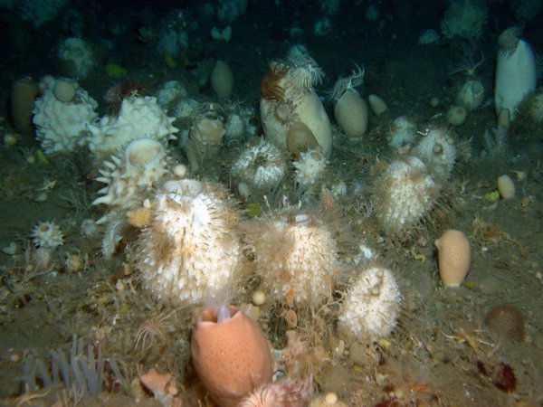 Coalición para la Conservación de Aguas Profundas busca proteger la diversidad biológica del mar profundo de la minería