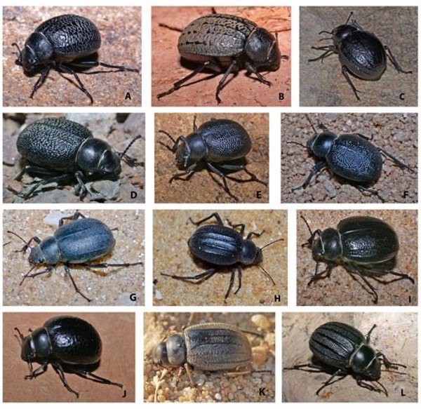 Los cambios geológicos de la cuenca mediterránea determinaron la evolución de los escarabajos Pimelia, según el CSIC