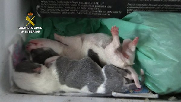 La Guardia Civil interviene casi 400 perros de raza en un centro ilegal de cría sin control veterinario