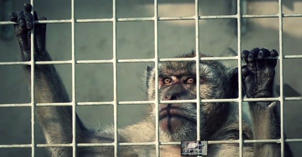 Bruselas da un primer aviso a España para que cumpla las normas sobre la protección de los animales de laboratorio