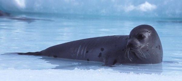La foca monge, el esturión el lince boreal o el pigargo europeo podrían volver a habitar en España en el futuro