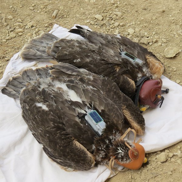 Grefa colabora en el seguimiento por GPS de veinte águilas de Bonelli en Sicilia