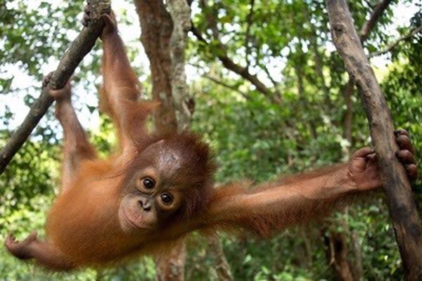 Greenpeace asegura que la población de orangutanes ha disminuido un 30% en 12 años