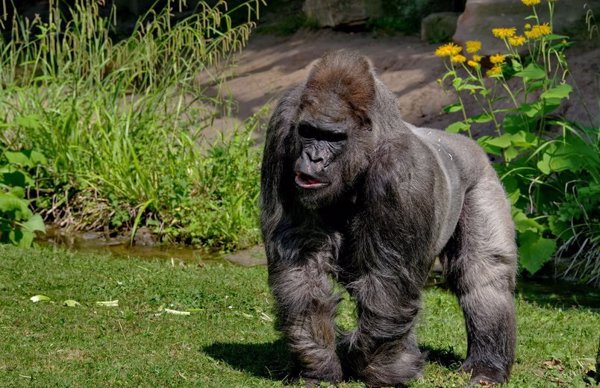 Muere 'Fritz', el gorila más viejo de Europa