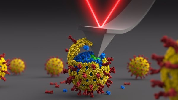Investigadores españoles hallan las propiedades mecánicas de las capas proteicas que protegen al rotavirus