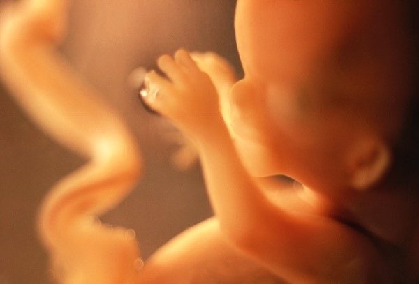 Investigadores hallan que las posibilidades de embarazo se reducen cuando el embrión tiene un elevado ADN mitocondrial