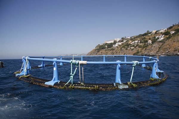 La acuicultura representa la mitad de la producción pesquera mundial y llegará al 54 por ciento en 2030, según expertos