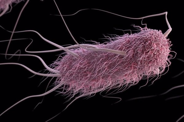 Un estudio certifica que una cepa de 'E. coli' de aves de corral puede causar infecciones en el tracto urinario