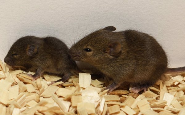 Desarrollan implantes de tejido 3D hechos de células madre humanas que restauran la función hepática en ratones