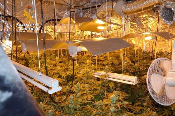 Intervenidas más de 580 plantas y 7 kilos de marihuana en dos operaciones en Cantabria