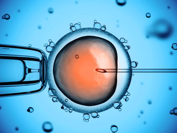 Investigadores logran crear óvulos artificiales a partir de células madre con la información genética de la madre