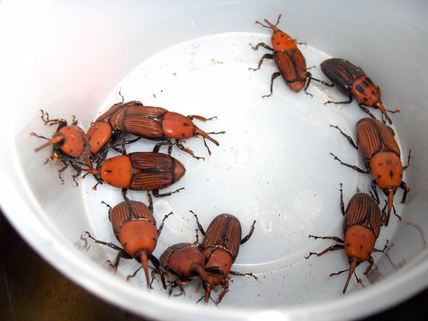 Las palmeras deberán cultivarse en zonas libres de picudo rojo para frenar la epidemia
