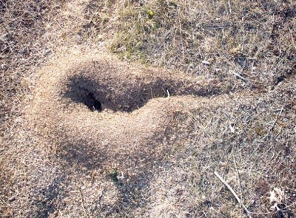 Las hormigas retocan la composición de los suelos y transportan fósiles