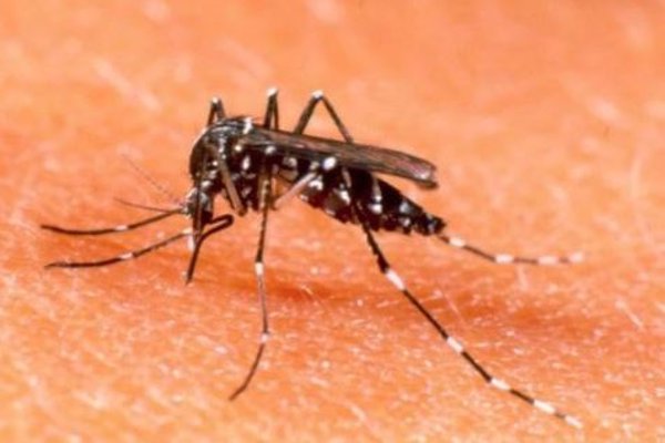 Confirmado el tercer caso de dengue en España en otra persona que no había viajado a zonas de transmisión del virus