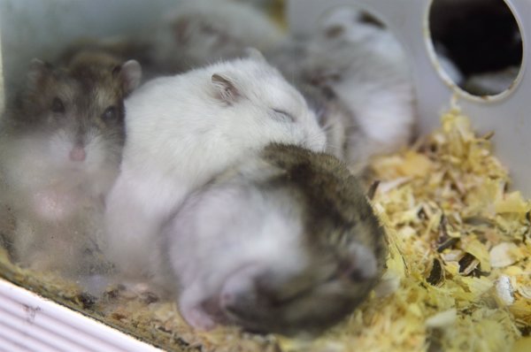 The Body Shop y Cruelty Free International llevan a la ONU 8,3 millones de firmas contra la experimentación en animales