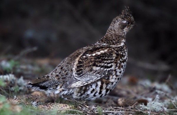 España, Francia y Andorra inician en Pirineos la reintroducción del grévol, una especie de ave extinta