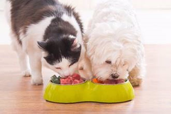 Fundación Kiwoko lanza el 'Banco de recogida de alimentos para mascotas' para ayudar a protectoras en la manutención