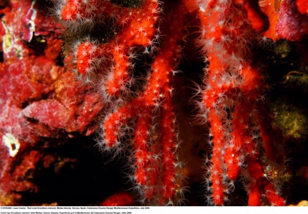 El Gobierno limita los cupos de captura de coral rojo hasta 150 kilogramos de coral bruto por pescador