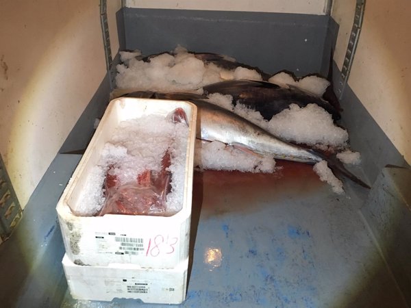 Decomisadas más de tres toneladas de pulpo ilegal en Fuengirola y cuatro atunes rojos en Málaga