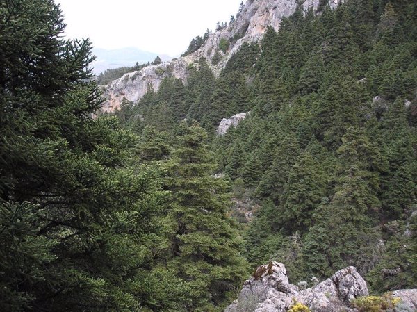 El Gobierno aprueba la propuesta de declaración del Parque Nacional de la Sierra de las Nieves (Málaga)